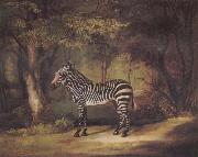 George Stubbs A Zebra oil painting on canvas